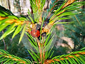 Red Beetles with Babies on a Pine Tree