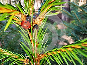 Red Beetles with Babies on a Pine Tree