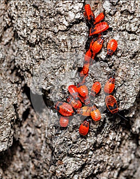 A colony of bright red forest bugs on the bark of a tree