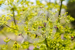 Red beetles crawling on a green plant,