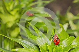 Red beetles reproduce