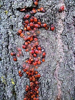Red beetles on a tree. Pyrrhocoris apterus