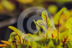 Red beetroot, fresh sprouts and young leaves front view . Vegetable, herb and microgreen. Also beet, table, garden or