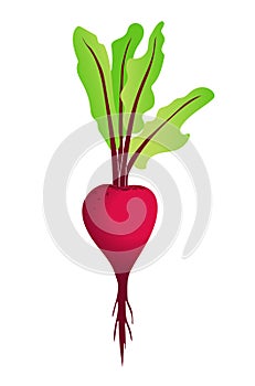 Red beetroot isolated illustration. Fresh vegetable from the garden