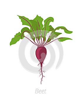 Red beetroot plant. Beet taproot. Vector illustration on white background. Beta vulgaris photo