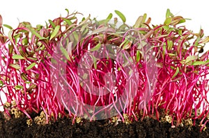 Red beetroot sprouts front view