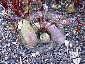 Red beetroot in a vegetable patch in garden