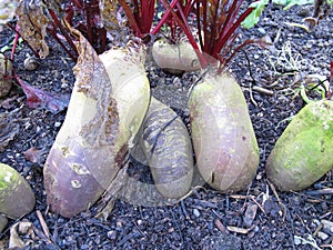 Red beetroot in a vegetable patch in garden