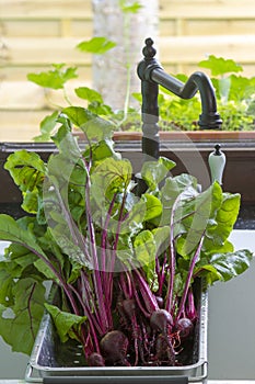 Red beets in the kitchen sink