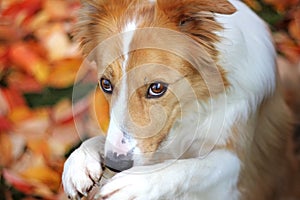 Red begging dog