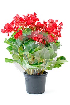 Red Begonia