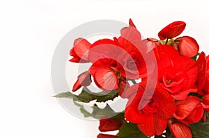 Red begonia background