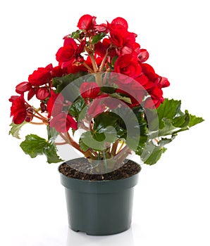 Red Begonia flower