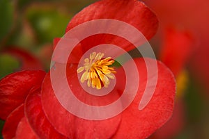 Red Begonia Flower closeup