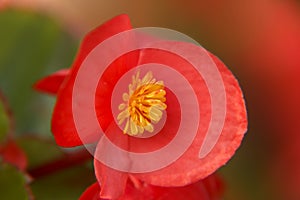 Red Begonia Flower closeup