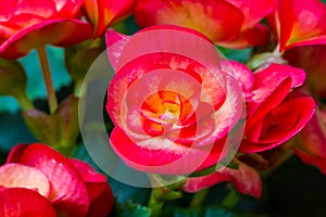 Red begonia flowers.