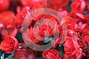 Red begonia flowers blooming close up background