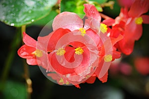 Red begonia flowers blooming in the garden