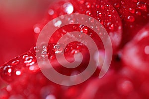 Red Begonia flowers with rain drops. Blurred Begonia background with water drops closeup. Nature. Environment concept. Macro shot. photo