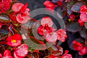 Red begonia flowers grow in a flowerbed