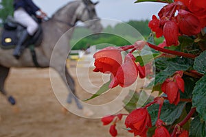 Red begonia flowers and horse riding arena in the background in rain