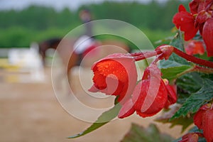 Red begonia flowers and horse riding arena in the background in rain
