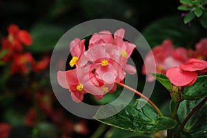 Red begonia flowers and soft backbround