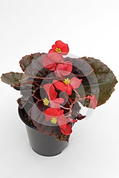 Red Begonia flowers with yellow petals and green leaves in pot isolated on white background. Floral pattern, flowers background