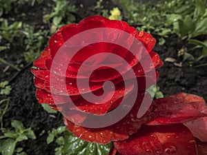 Red begonia after rain