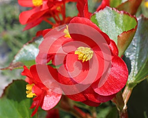 Red Begonia semperflorens photo