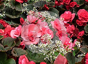 Red begonias