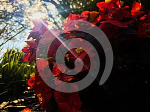 Red begonias in sunny garden