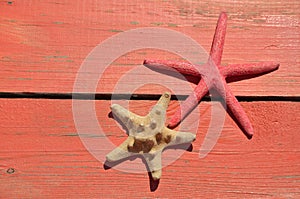 Red and beige sea star