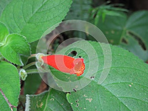 Red Bell Flower photo