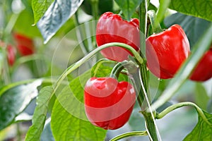 Red bell pepper