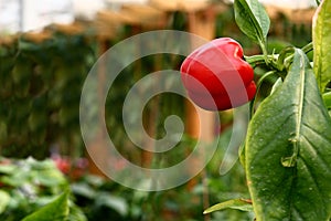 Red Bell Pepper