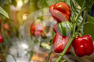 Red bell pepper background in Fram.. healthy concept photo