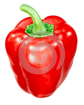 Red bell pepper c. annuum, paths