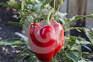 Red Bell pepper Capsicum annuum