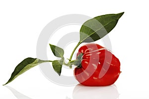 Red bell pepper, capsicum annuum