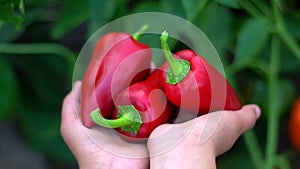 Red bell pepper in the farmer\'s palms close-up.