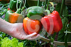 Red bell pepper with hand