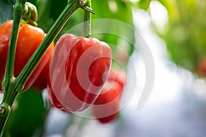 Red bell pepper Hanging on the tree In the organic garden