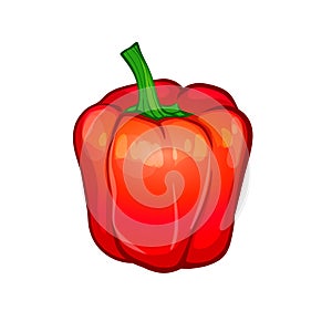 red bell pepper isolated on white background. vector illustration