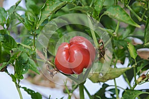 Red Bell Pepper on a Vine