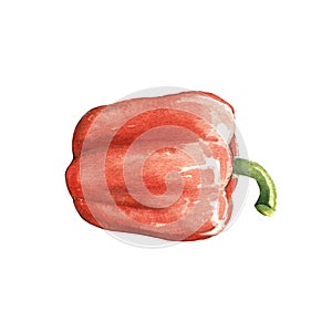red bell pepper watercolor illustration on white back