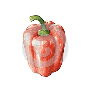 red bell pepper watercolor illustration on white back
