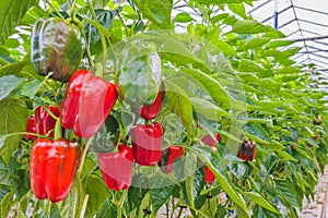 Red bell peppers in a greenhouse