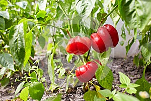 Red bell peppers growing and blossoming in the garden.