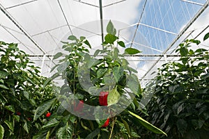 Red bell peppers growing inside a greenhouse